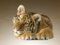 current picture: «Small tiger»