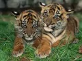 выбранное изображение: «Тигрята»