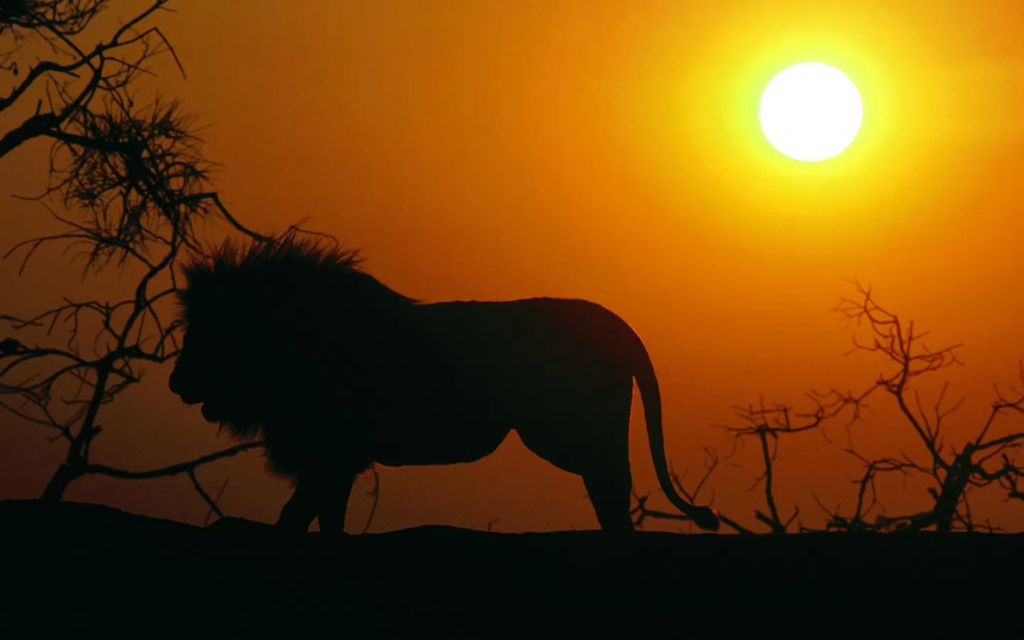 Царь, животные, закат, кошки, лучшее, львы, оранжевое, солнце х