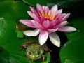 open picture: «Tsarevna-frog»