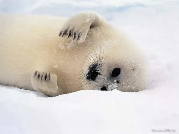 Seal, Wild