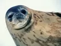 open picture: «Seal»