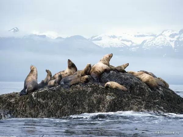Seals, Wild