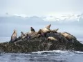 current picture: «Seals»