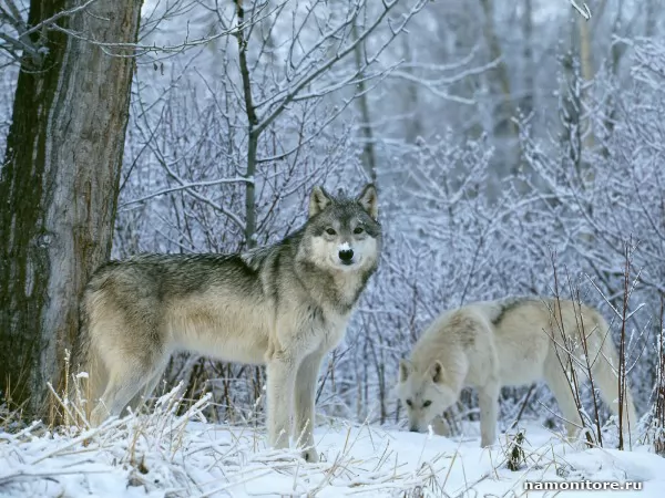 In search of food, Wild