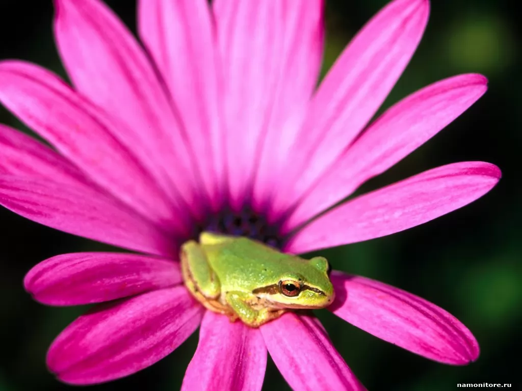 In a flower, amphibious, animals, flowers, frogs, pink x