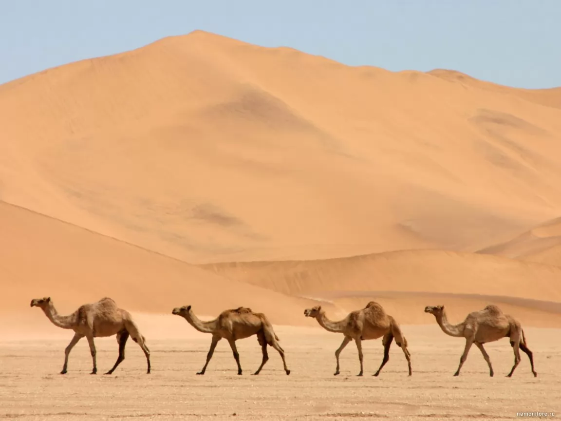 Camels, animals, best, brown, camels, clipart, desert x