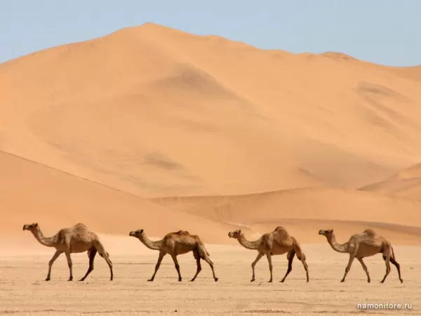 Camels, Wild