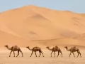 current picture: «Camels»