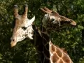 выбранное изображение: «Влюбленные жирафы»
