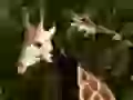 Enamoured giraffes