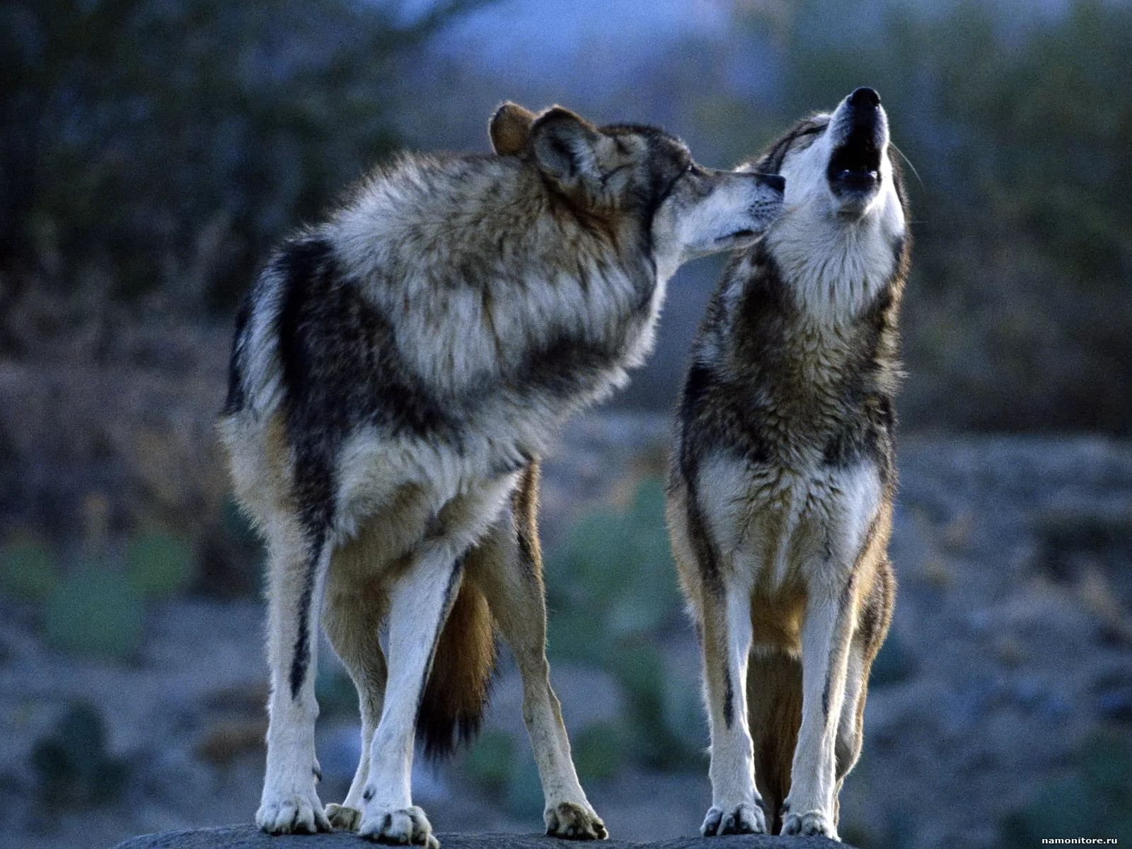 Влюбленный волк уже не хищник: подборка картинок