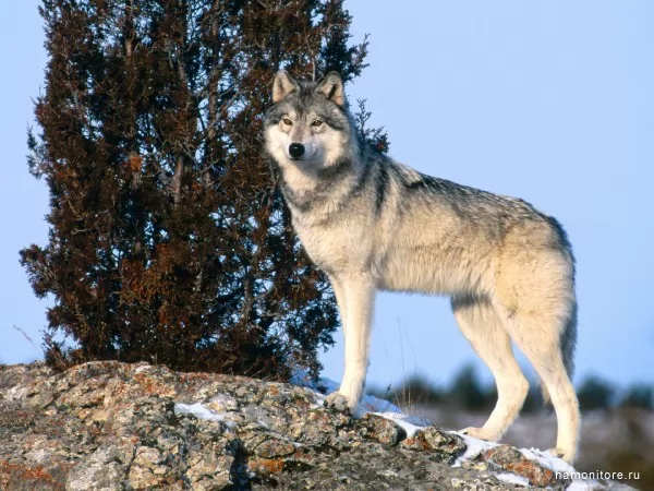 Wolf, Wild