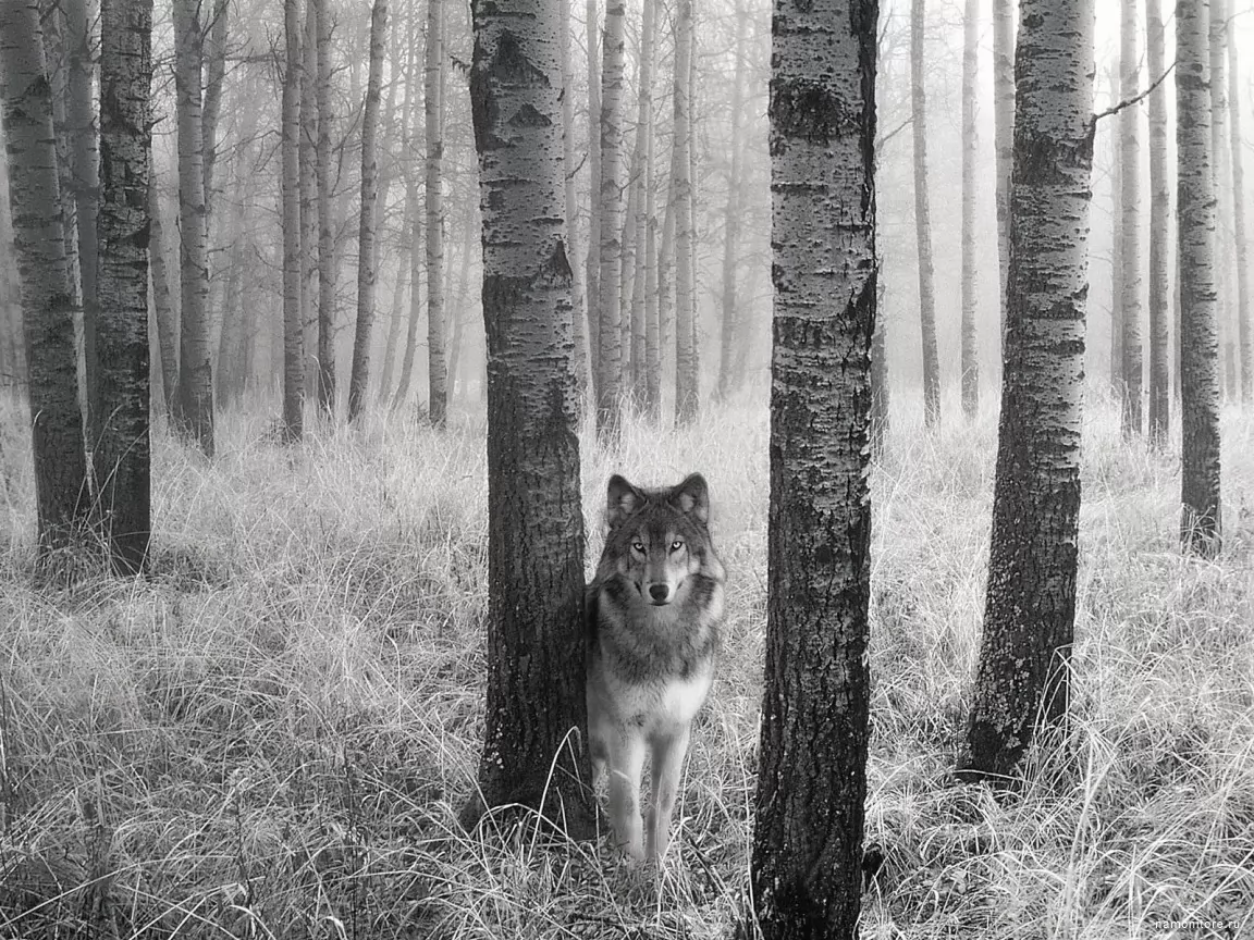 Волк, волки, животные, лес, природа, серое, унылое, чёрно-белое х