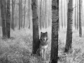выбранное изображение: «Волк»
