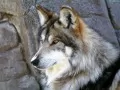 выбранное изображение: «Волк»