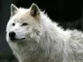 current picture: «Wolf»