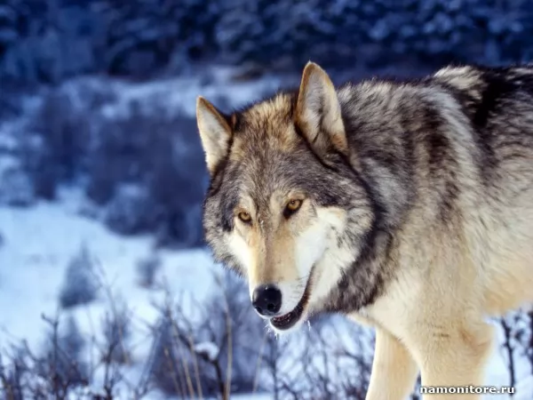 The Wolf, Wild