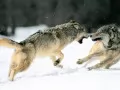 обои для рабочего стола: «Дерущиеся волки»