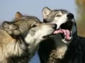выбранное изображение: «Волки»