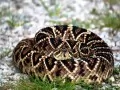open picture: «Venomous snake»