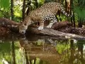 open picture: Jaguar