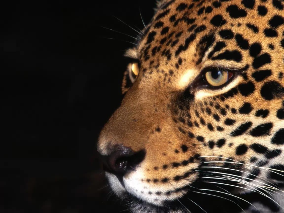 The Jaguar, animals, cats, jaguars x