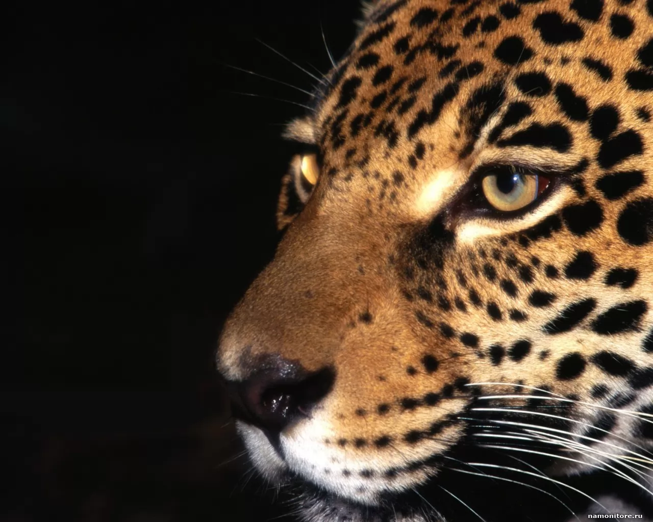 The Jaguar, animals, cats, jaguars x
