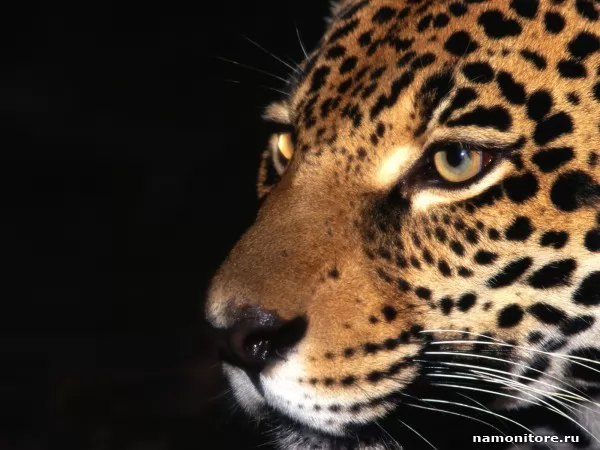 The Jaguar, Wild