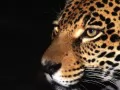 open picture: «The Jaguar»