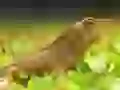 a lizard