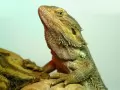current picture: «Lizard»