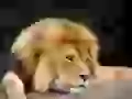 Thoughtful lion