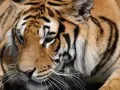 выбранное изображение: «Задумчивый тигр»