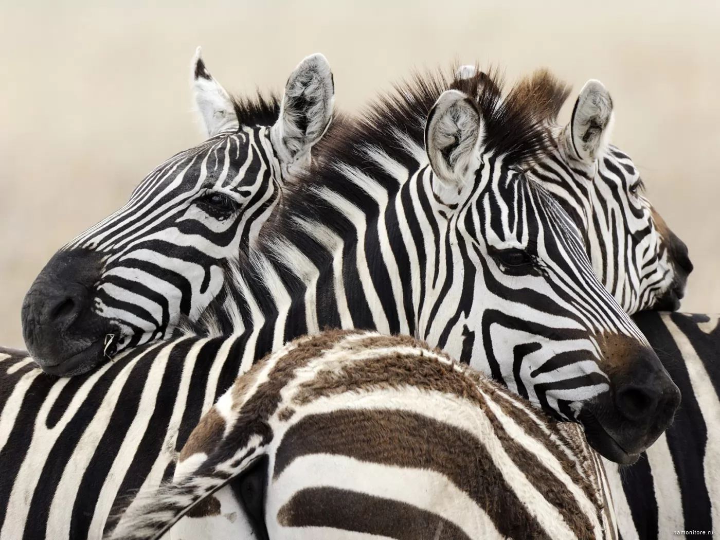 Zebras, animals, black-and-white, zebras x