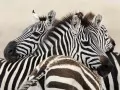 current picture: «Zebras»