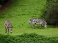 open picture: «Zebras»