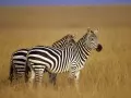 open picture: «Zebras»