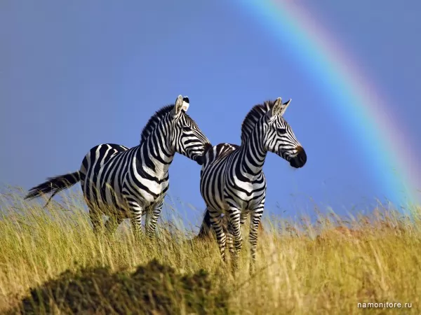 Zebras, Wild