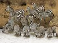 open picture: «Zebras on a watering place»