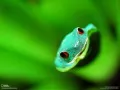 open picture: «Green frog»