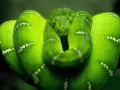 open picture: «The Green snake»