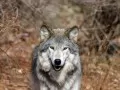 open picture: Yellow eyes