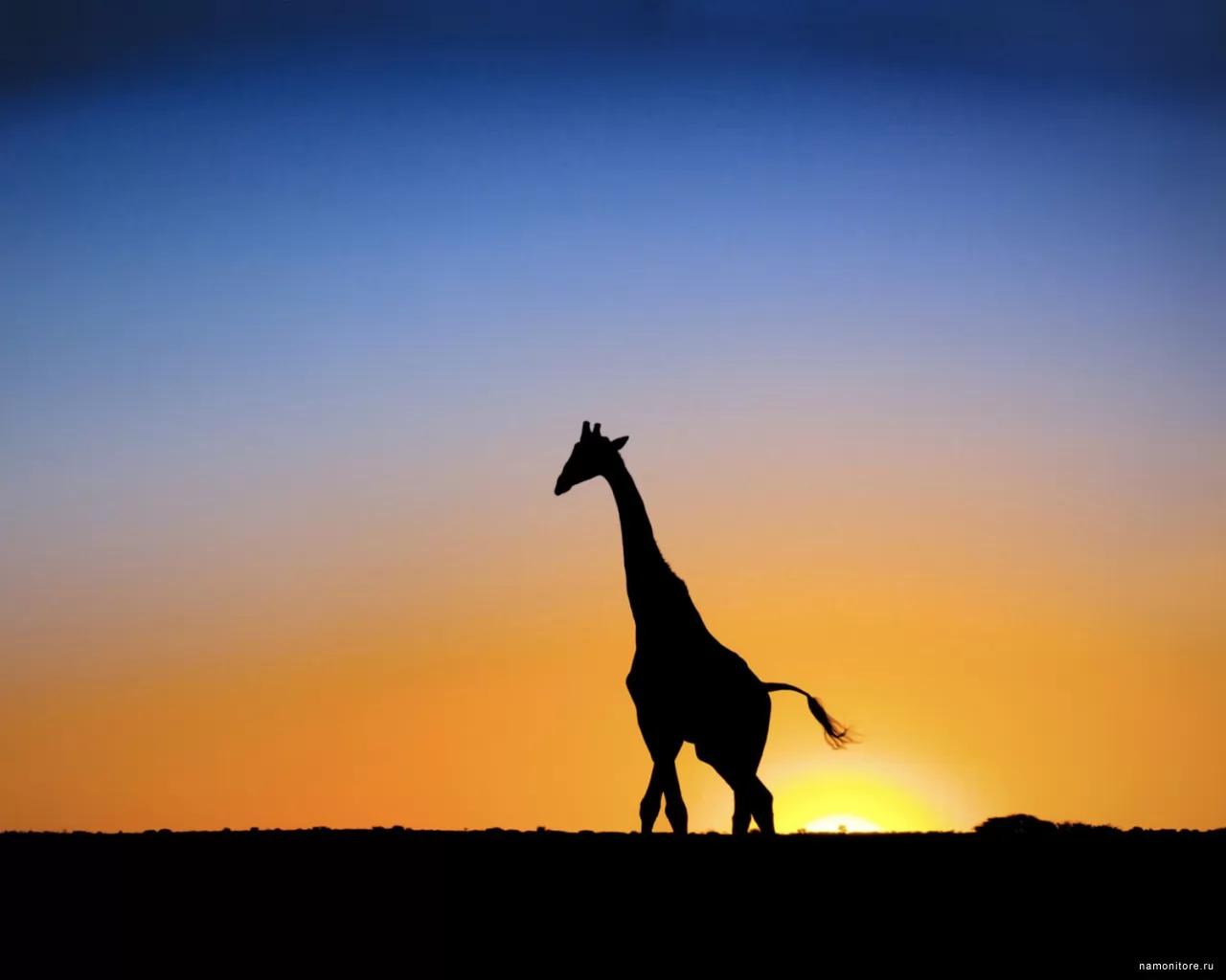 Giraffe against a sunset, Africa, animals, best, giraffes, sunsets x
