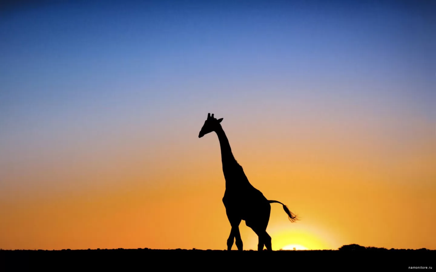 Giraffe against a sunset, Africa, animals, best, giraffes, sunsets x