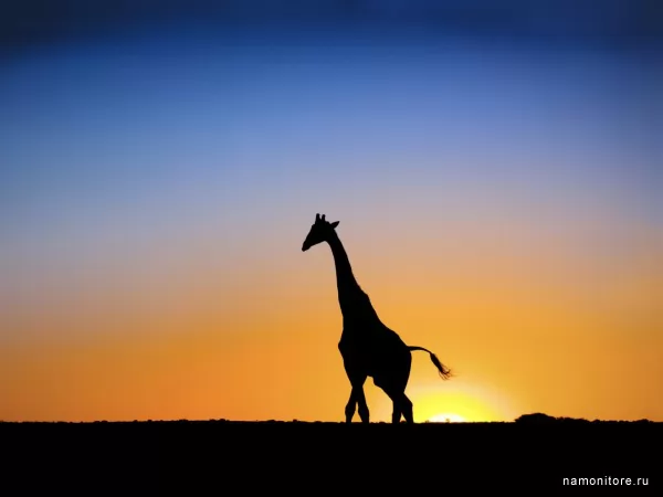 Жираф на фоне заката, Дикие