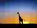 Giraffe against a sunset