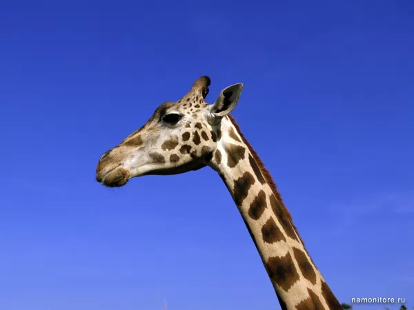 Giraffe, Wild