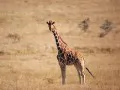open picture: «Giraffe»