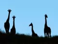 open picture: «Giraffes»
